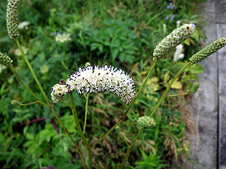 湿原の花