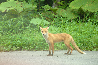 キタキツネ