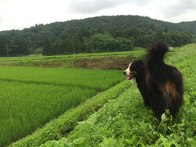 田んぼ